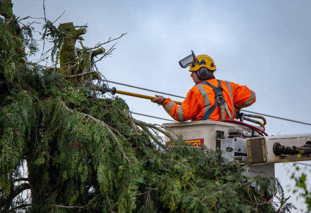 Best Hazardous Tree Removal  in Yoncalla, OR